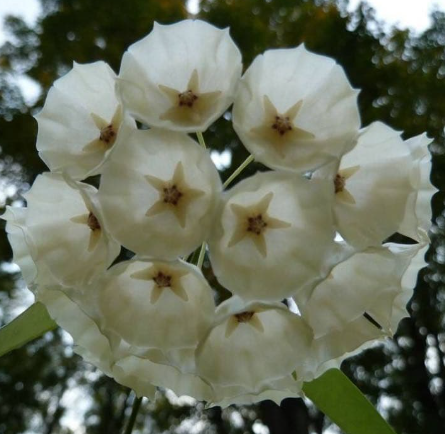 Hoya campanulata 10 Pieces Seeds