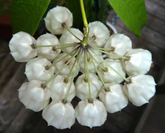 Hoya campanulata 10 Pieces Seeds