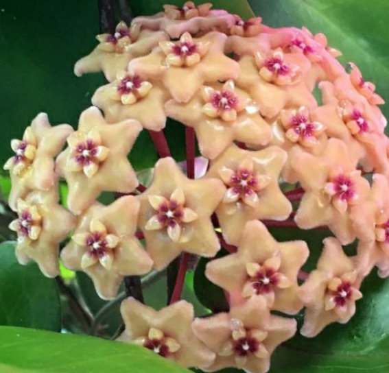 Hoya Kenejiana cv. Red Corona 10 Pieces Seeds