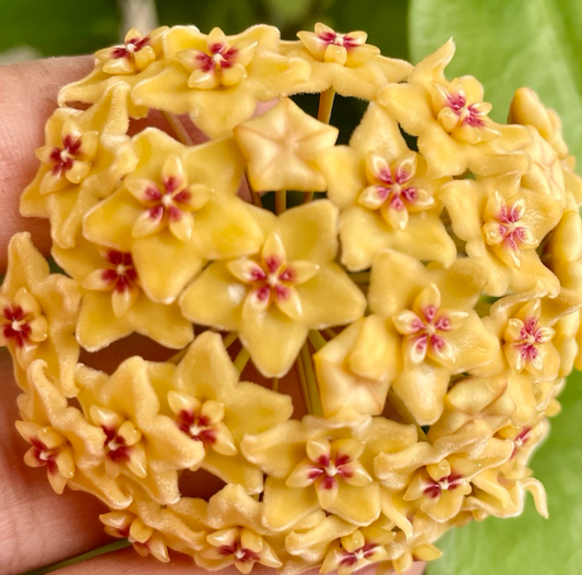 Hoya Kenejiana cv. Red Corona 10 Pieces Seeds