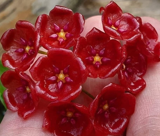 Hoya siariae red 10 Pieces Seeds