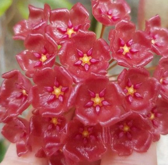 Hoya siariae red 10 Pieces Seeds