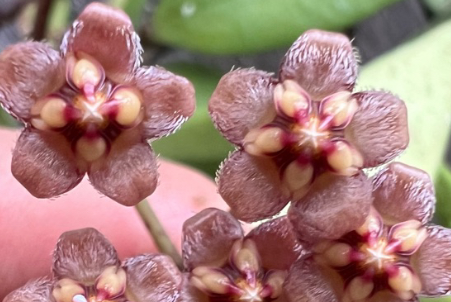Hoya micrantha 10 Pieces Seeds