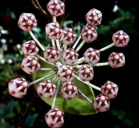 Hoya micrantha 10 Pieces Seeds