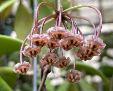Hoya micrantha 10 Pieces Seeds