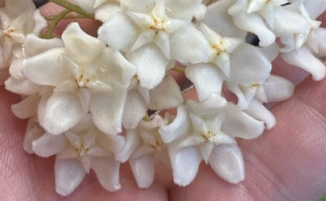 Hoya monetteae 10 Pieces Seeds