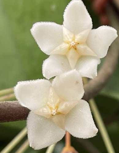 Hoya monetteae 10 Pieces Seeds