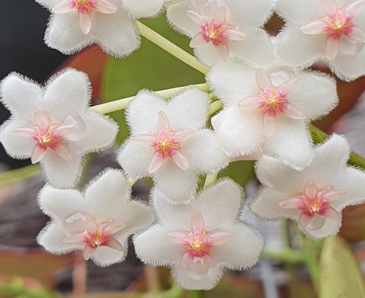 Hoya anulata 10 Pieces Seeds