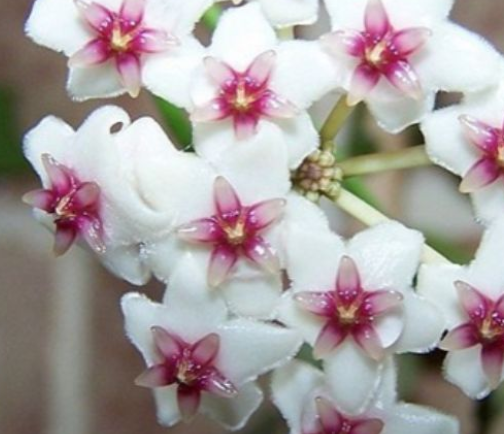 Hoya anulata 10 Pieces Seeds