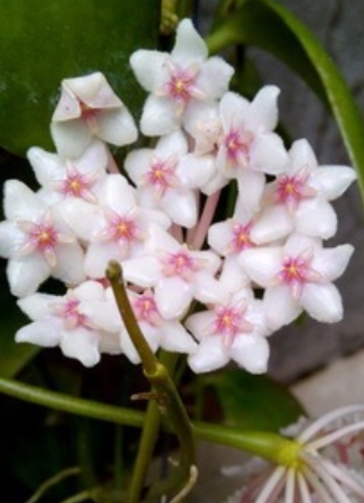 Hoya anulata 10 Pieces Seeds