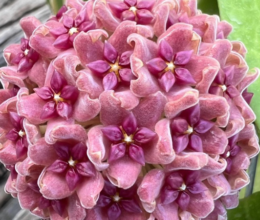Hoya aldrichii 10 Pieces Seeds