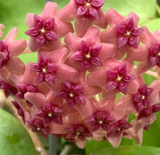 Hoya aldrichii 10 Pieces Seeds