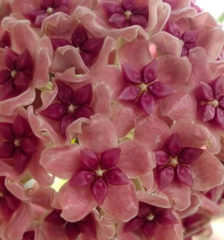 Hoya aldrichii 10 Pieces Seeds