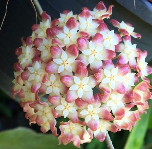 Hoya juannguoiana 10 Pieces Seeds