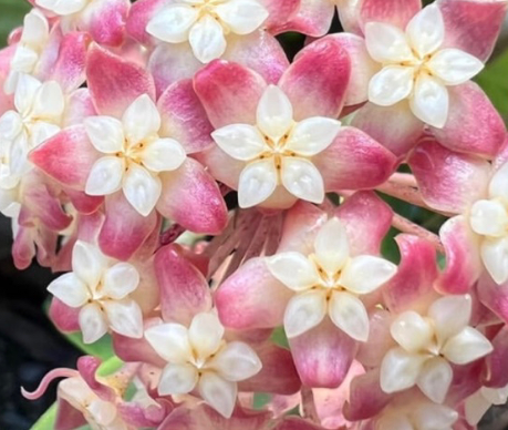Hoya juannguoiana 10 Pieces Seeds