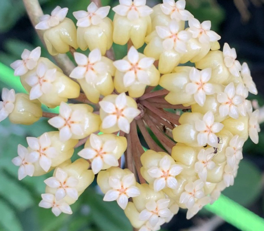 Hoya Vitellinoides 10 Pieces Seeds