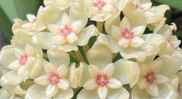 Hoya Vitellinoides 10 Pieces Seeds