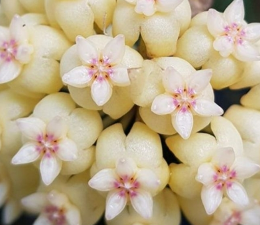 Hoya Vitellinoides 10 Pieces Seeds