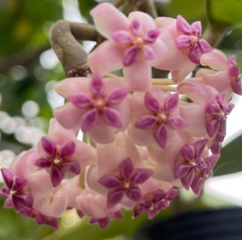 Hoya patcharawalai 10 Pieces Seeds