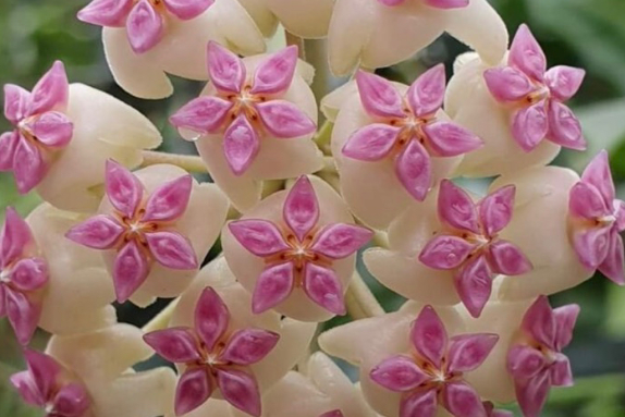 Hoya patcharawalai 10 Pieces Seeds