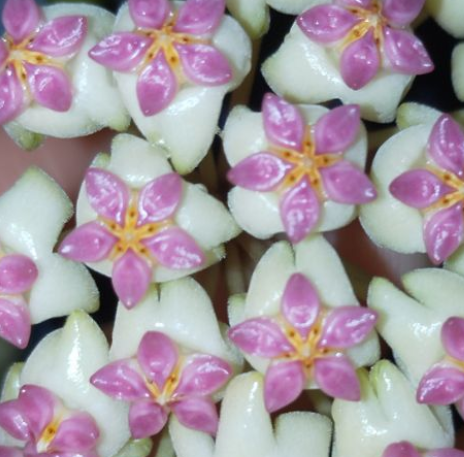 Hoya patcharawalai 10 Pieces Seeds