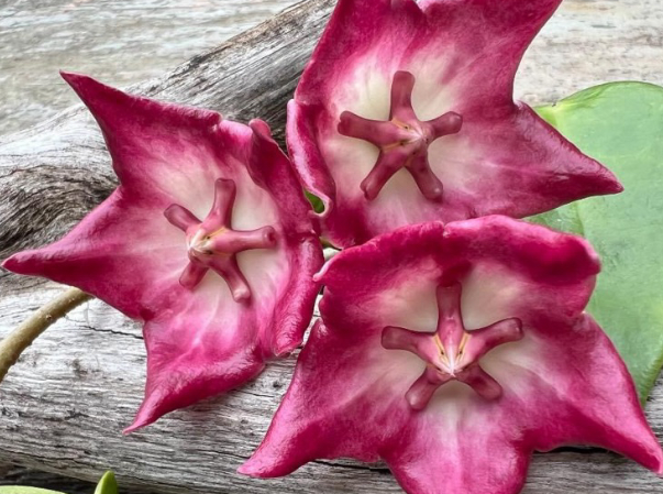 Hoya Macgillivrayi 10 Pieces Seeds