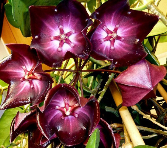 Hoya Macgillivrayi 10 Pieces Seeds