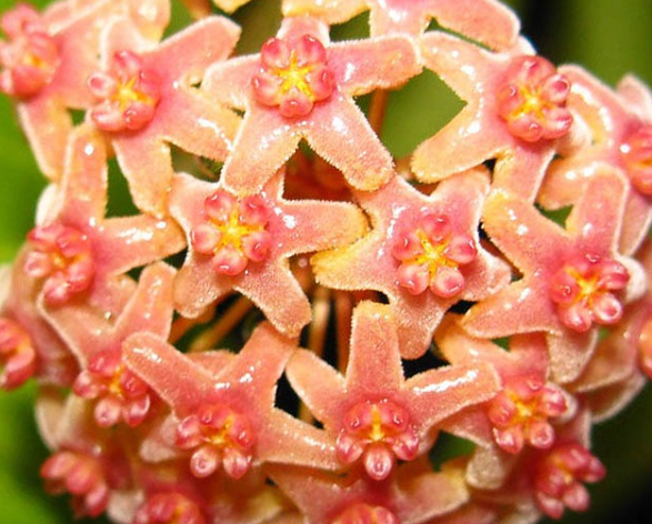 Hoya camphorifolia 10 Pieces Seeds