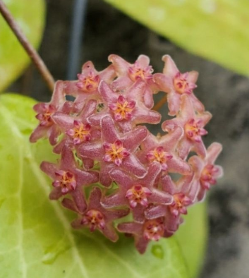 Hoya camphorifolia 10 Pieces Seeds