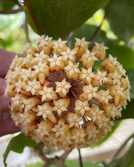 Hoya incrassata 10 Pieces Seeds
