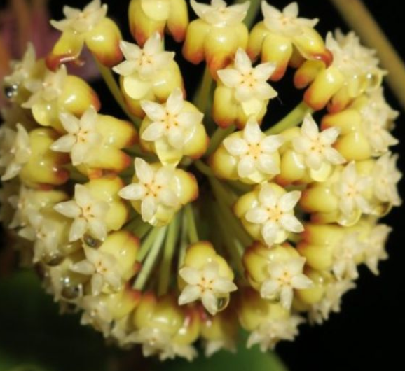 Hoya incrassata 10 Pieces Seeds