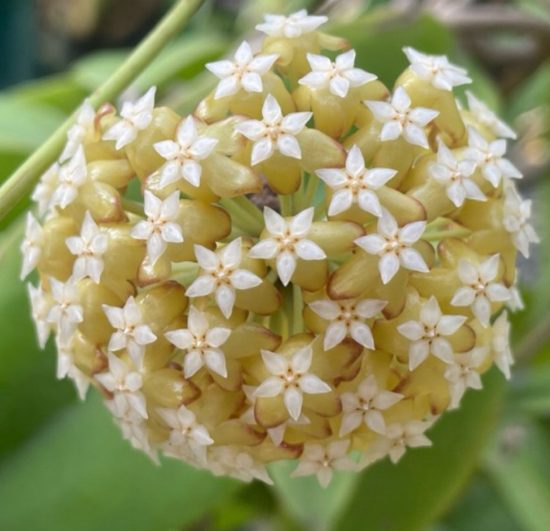 Hoya incrassata 10 Pieces Seeds