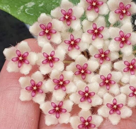 Hoya phu wua 10 Pieces Seeds