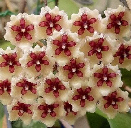 Hoya phu wua 10 Pieces Seeds