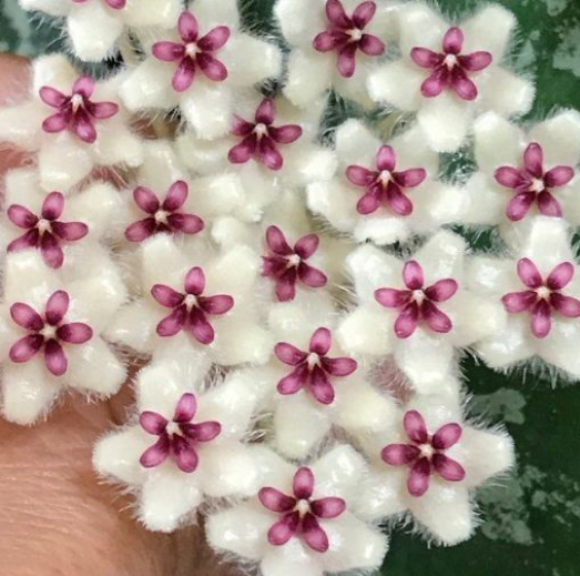 Hoya phu wua 10 Pieces Seeds