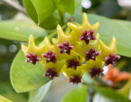 Hoya densifolia 10 Pieces Seeds