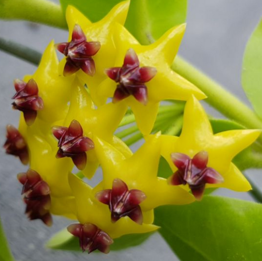 Hoya densifolia 10 Pieces Seeds