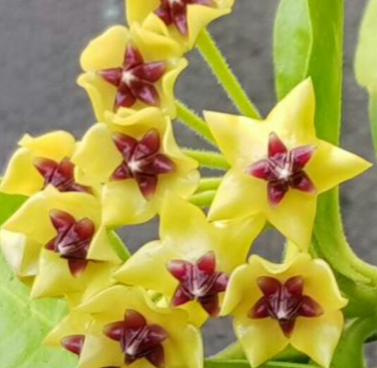 Hoya densifolia 10 Pieces Seeds