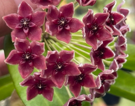 Hoya lamingtoniae 10 Pieces Seeds