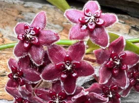 Hoya lamingtoniae 10 Pieces Seeds
