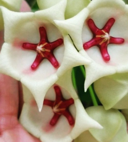 Hoya archboldiana White 10 Pieces Seeds