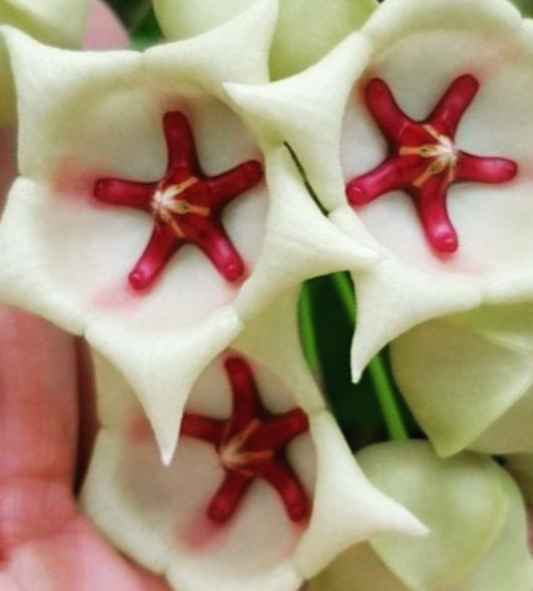 Hoya archboldiana White 10 Pieces Seeds