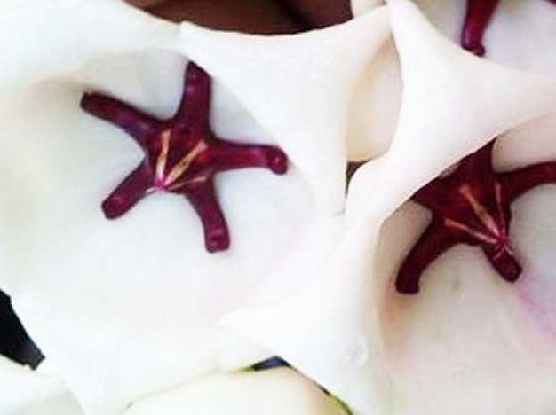 Hoya archboldiana White 10 Pieces Seeds