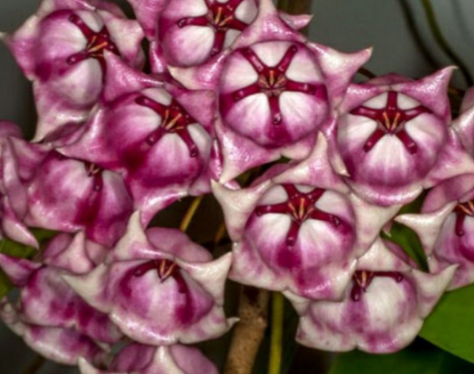 Hoya archboldiana Pink 10 Pieces Seeds