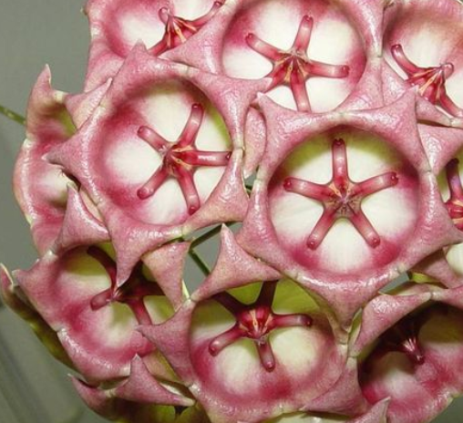Hoya archboldiana Pink 10 Pieces Seeds