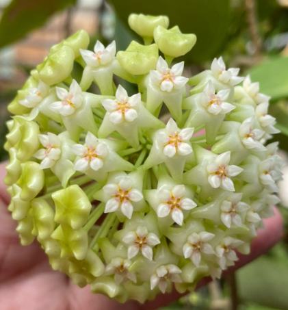 Hoya verticillata Green Flower 10 Pieces Seeds
