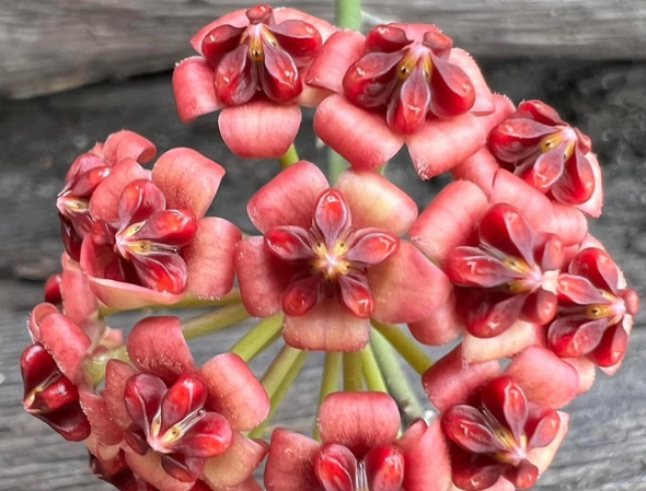 Hoya lucardenasiana 10 Pieces Seeds