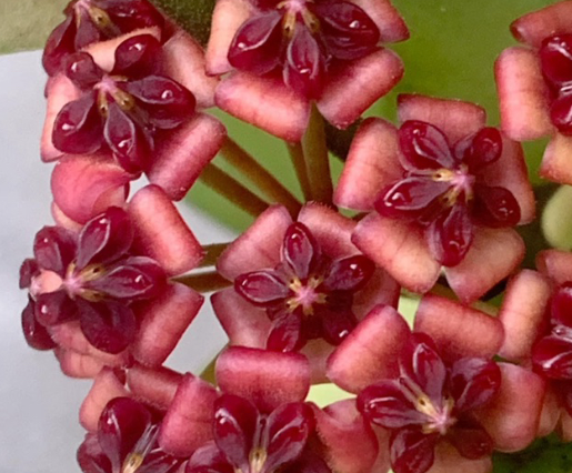 Hoya lucardenasiana 10 Pieces Seeds