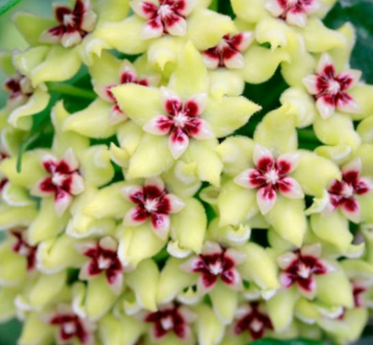 Hoya Halconensis 10 Pieces Seeds