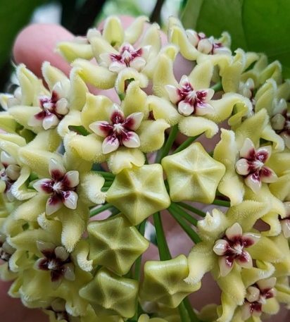 Hoya Halconensis 10 Pieces Seeds
